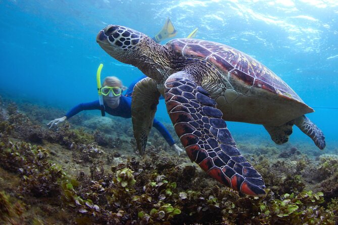 Snorkeling At Snoopy Island